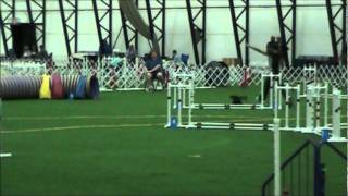 Agility Miniature Dachshund Mo