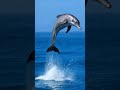 🐬 Dolphin Leaping Out Of Ocean | Pure Joy! #minimalanimal #wildlife #viral