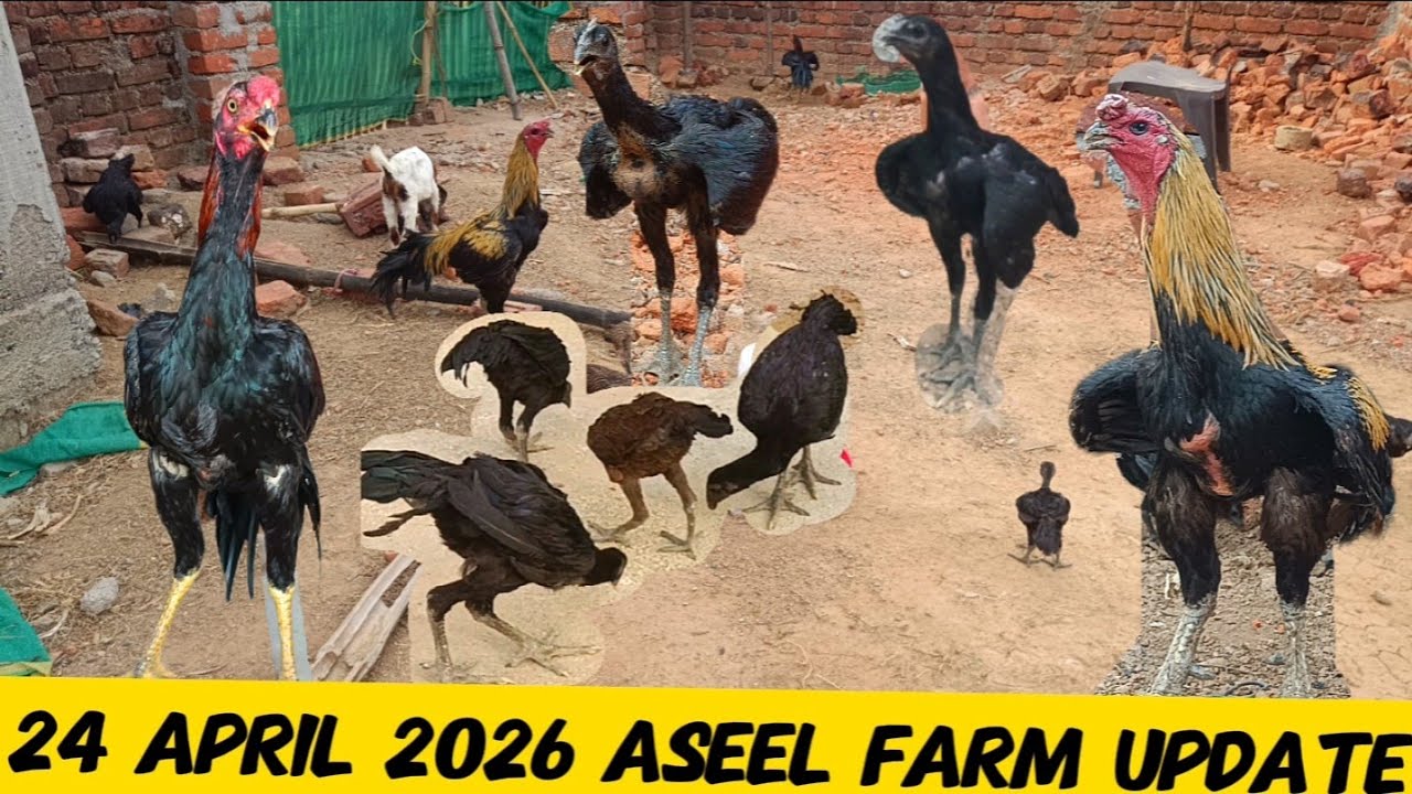 24 April 2026 aseel farm update | black skin aseel farm Jharkhand ...