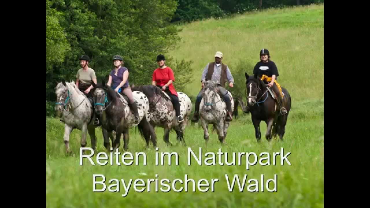 Reiten im Naturpark Bayerischer Wald mit PFERD & REITER