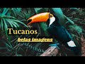 Tucanos Lindas Imagens na Natureza