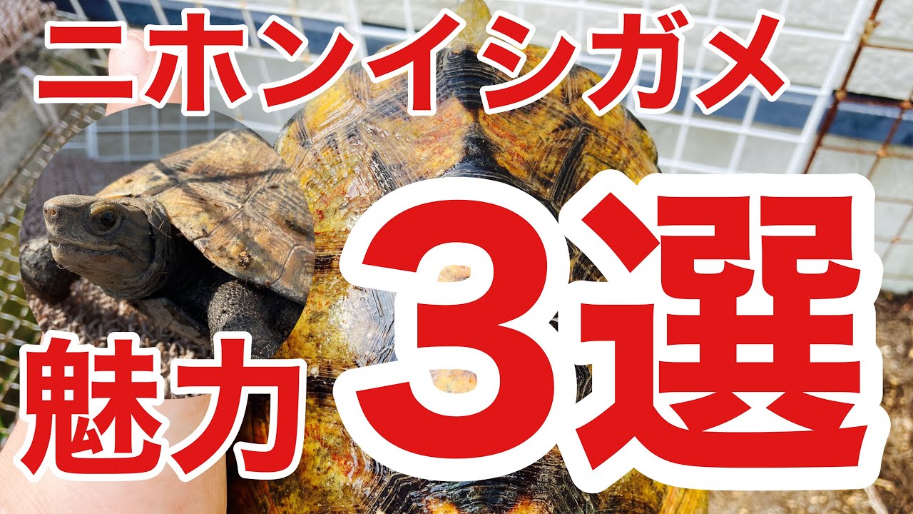 国内在来種の亀「ニホンイシガメ」魅力を全力で伝えます。