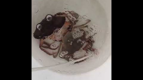 Cận cảnh cua biển đang lột