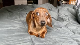 Mini dachshund doesn't do mornings