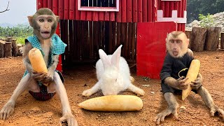 Clever Baby Monkey Bim Bim harvests radishes for his friends by Baby Monkey Animal 13,184 views 2 weeks ago 3 minutes, 40 seconds