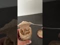 Warum du nicht mit einem Roggensauerteigstarter anfangen musst