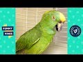 TRY NOT TO LAUGH - Birds & Parrots Funny Animals Fails Compilation | Cute Vines April & May 2018