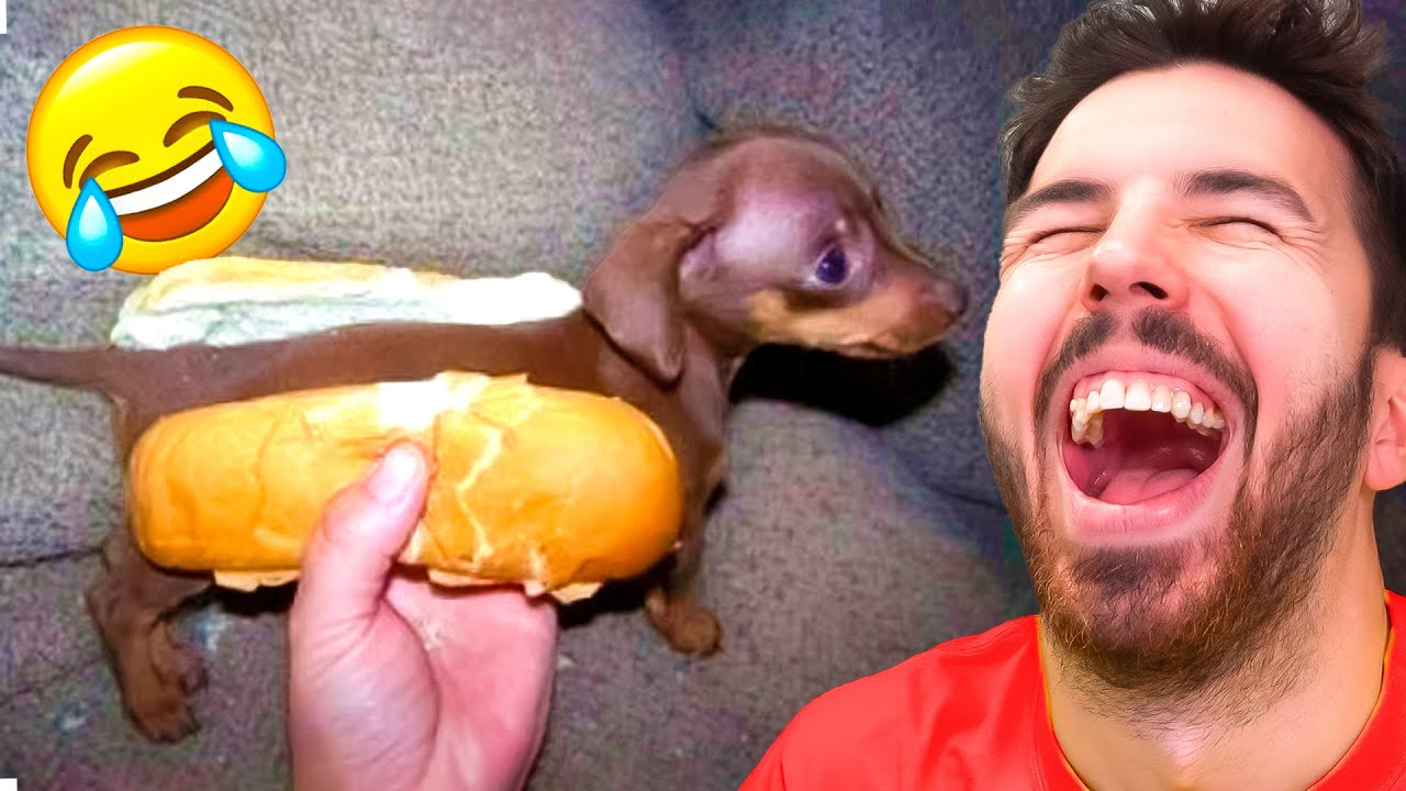 Los Animales Mas Graciosos De La Tierra 🤣