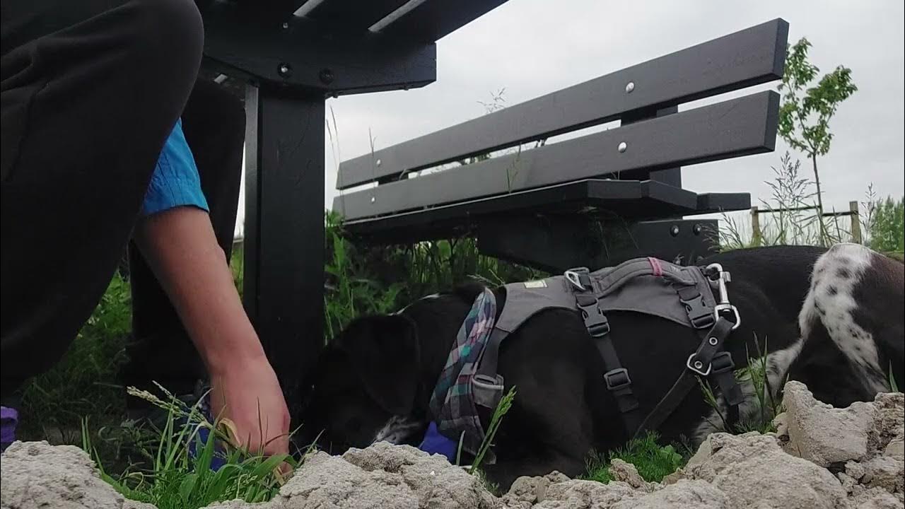 Boundary games in the park gamesbaseddogtraining absolutedogs YouTube