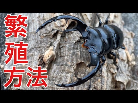 ベトナム材、ウェストウッディ産卵飼育、クワガタ幼虫飼育用 産卵木 7本詰め合わせ hqdefault.jpg