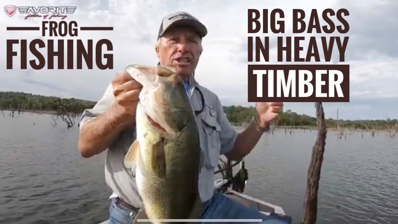 Big bass in heavy timber on the frog
