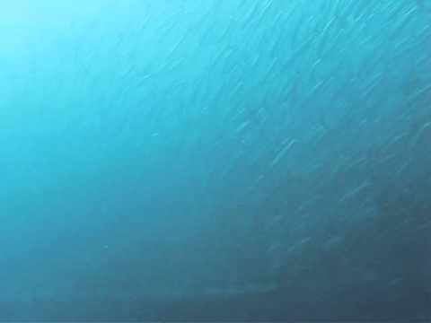 Barracudas at The Channel, Maratua, Indonesia