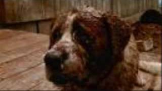 The killer Cujo