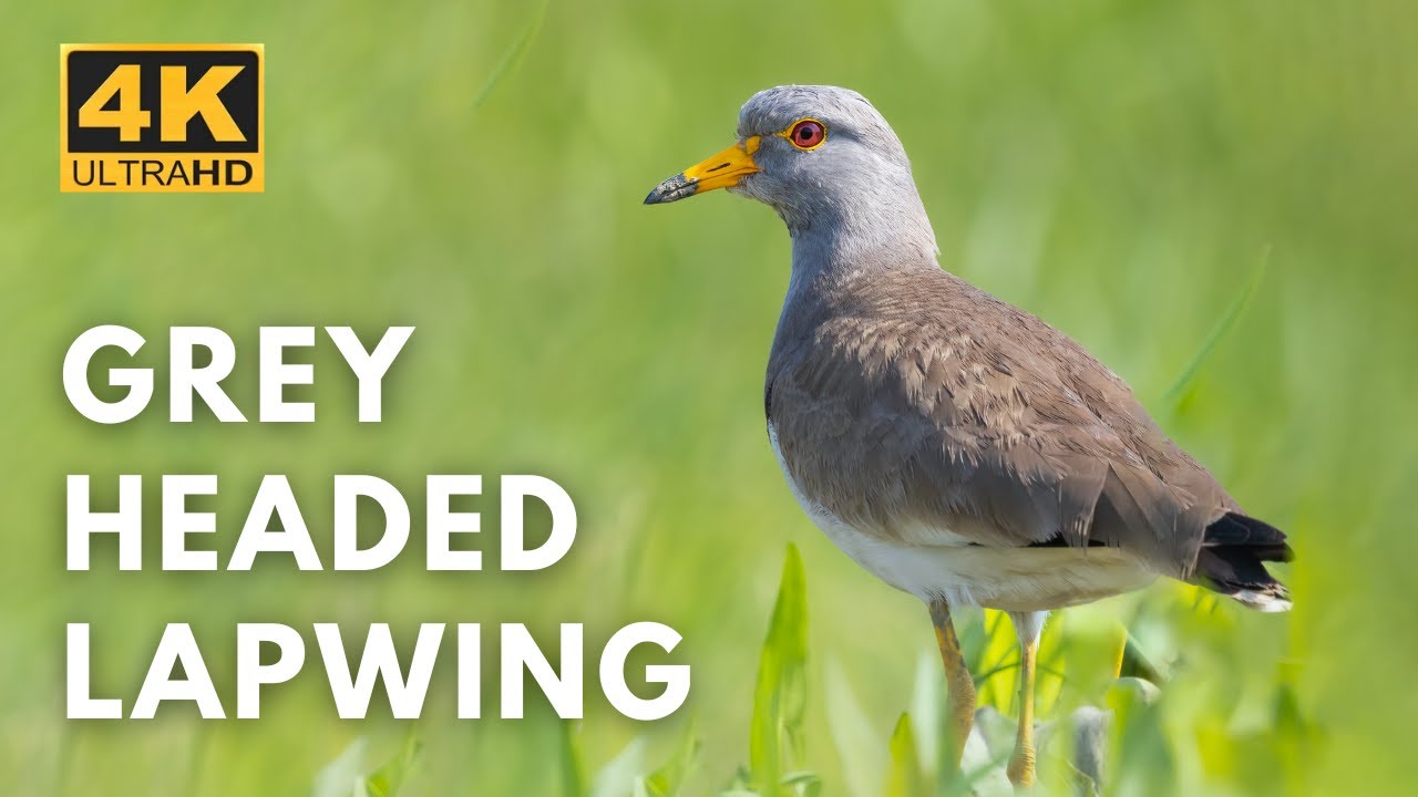 Grey headed lapwing | Purbasthali | Birds & Animals | 4K UHD  