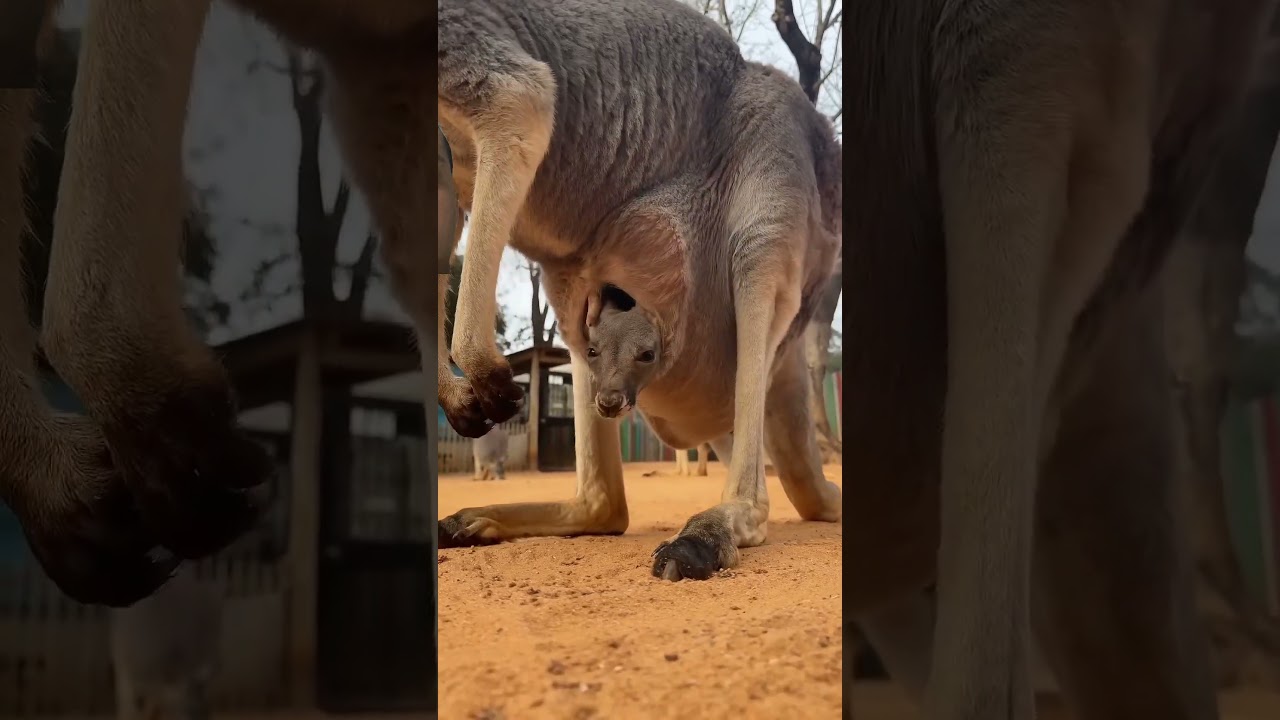 Kangaroo baby is peeking out of the pouch 