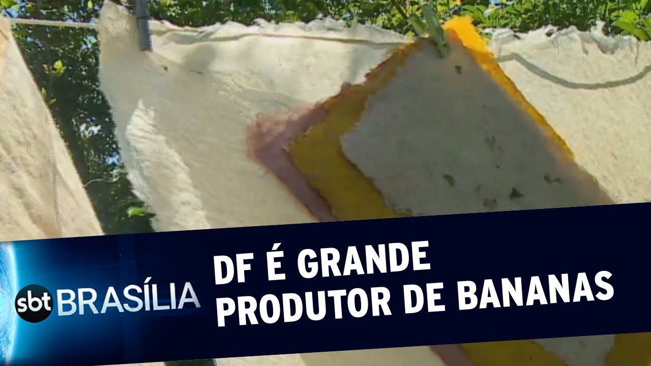 Artesã ensina a fazer papel com caule da bananeira | SBT Brasília 01/04/2021