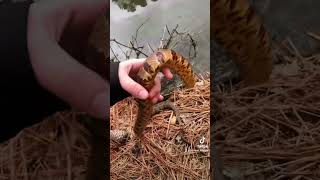 Snakes Will Poop Sometimes When They Feel Threatened As A Defense Mechanism To Escape.