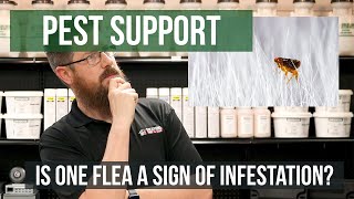 Is One Flea the Sign of an Infestation? | Pest Support How Do I Know I Have Fleas Flea Inspection Pest Support