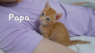 My Kitten Looks At Me With a Sad Look When I Doesn't Hug Him by 코니tv conitv 3,100 views 2 months ago 9 minutes, 3 seconds