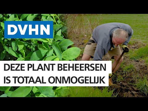 Video: De Genezende Eigenschappen Van De Duizendknoopvogel Of Duizendknoop