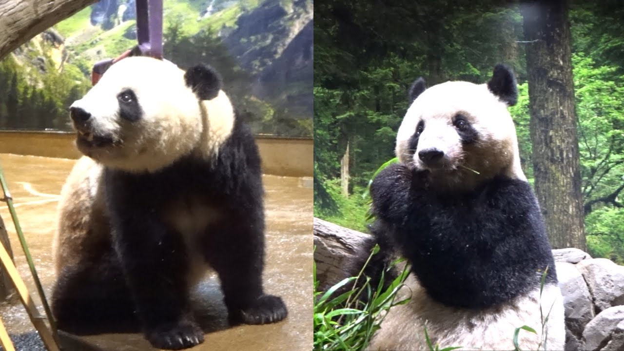 かわいいシャオシャオ🐼とレイレイ🐼♥ 2024年7月 - YouTube