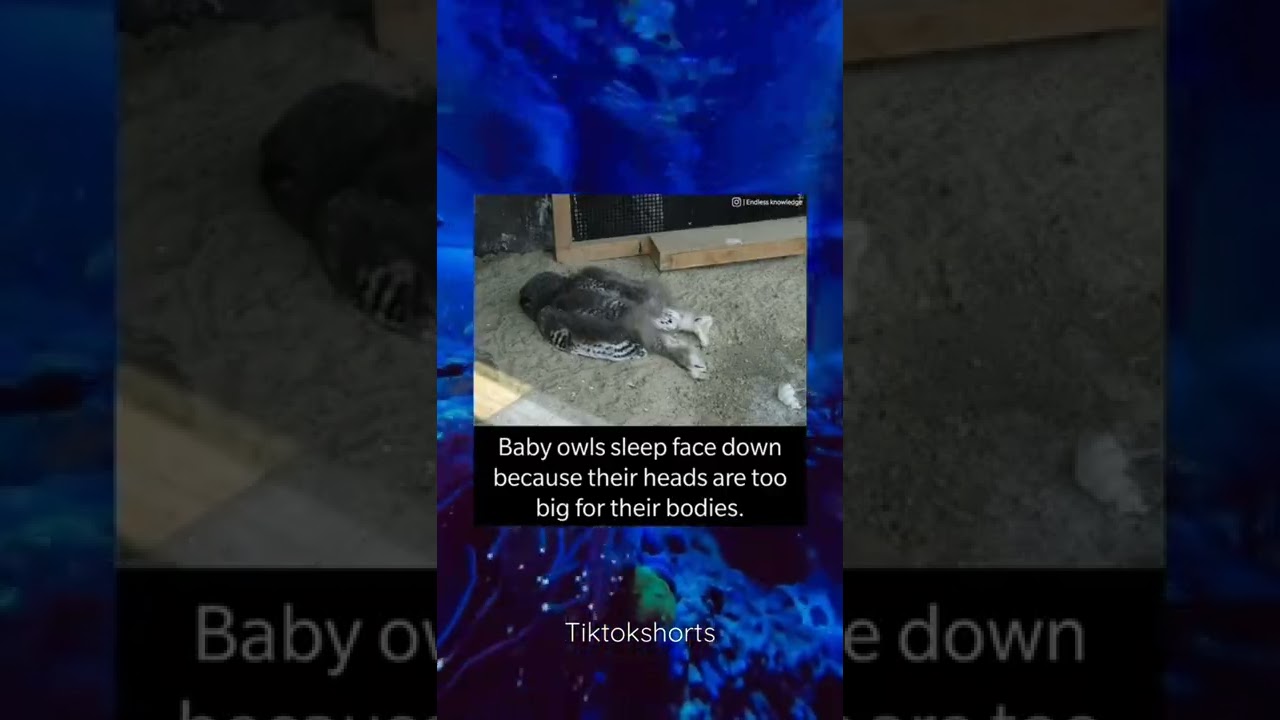 Baby owls sleep face down because their heads are too big for their bodies.