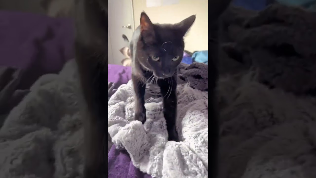 How to knead dough like a professional  