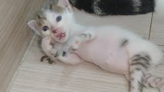 Rescue Kittens Learning To Walk Litterbox Training While Practicing Their Tiny Fighting Skills