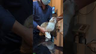 Cute Cats 😼 kitten meowing cute 🐈‍⬛ # #3095