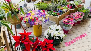 Download Lagu #ISRAEL# BEAUTIFUL WINTER FLOWERS MP3