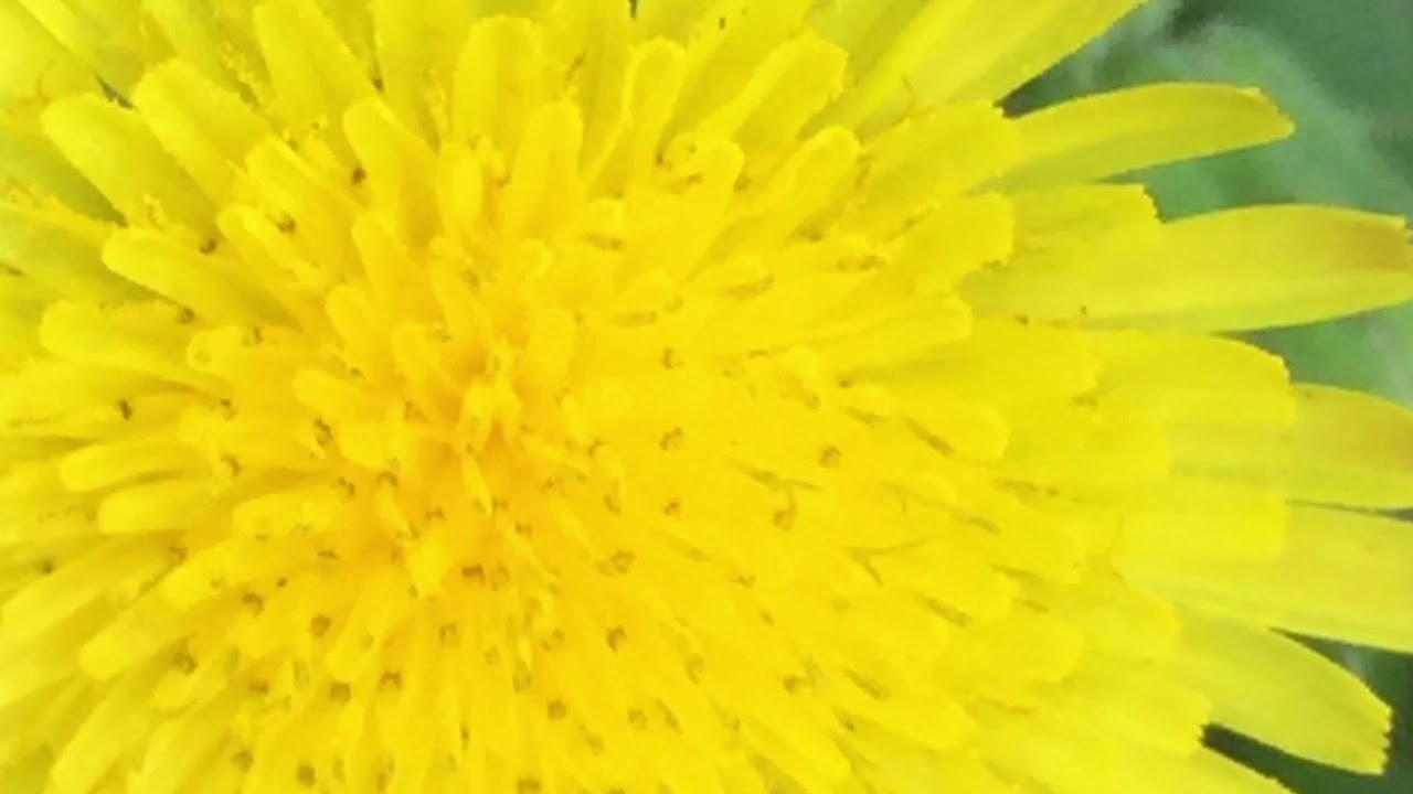 Chrysanthemums YouTube