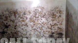 Mold Tampa Flood Tampa Water Damage Tampa 813 421 5325 or 727 386 6653
