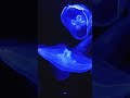 #jellyfish #animalfacts #marinebiology