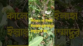 কালেমা-লা ইলাহা ইল্লাল্লাহু মুহাম্মাদুর রাসুলুল্লাহ #shorts