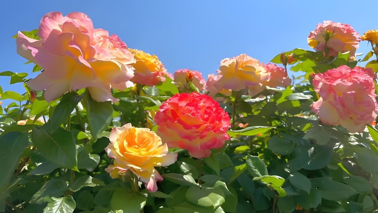🌹Rose Garden🌹 – A Visual Escape into Blooming Serenity