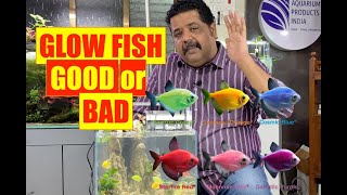 GLOW Tetra Fish | Glow Fish Aquarium | Natural Glow Fish | Mayur Dev Aquascaper | Good or Bad 4K