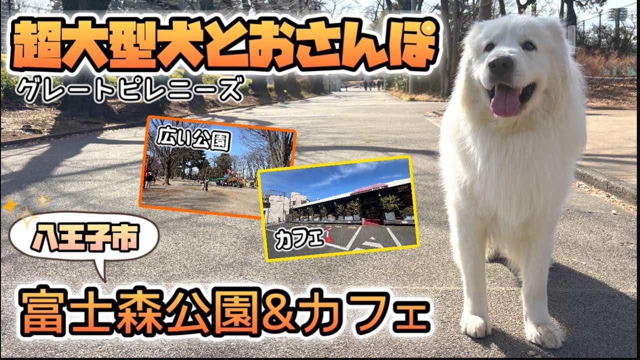 【愛犬とお出かけ】超大型犬グレートピレニーズと富士森公園お散歩&カフェ🐻‍❄️♪(東京都八王子市)
