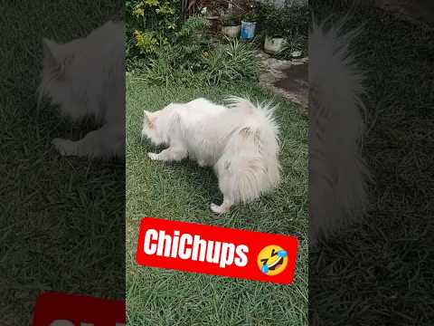 Chichi 🐕 The Boss Doggie 🤣 #shorts #dog by Dogs Of Africa