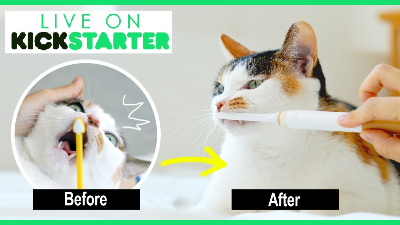Introducing the Purring electric toothbrush for cats | Live on Kickstarter