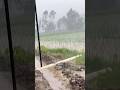 First Dairy Farm Video.