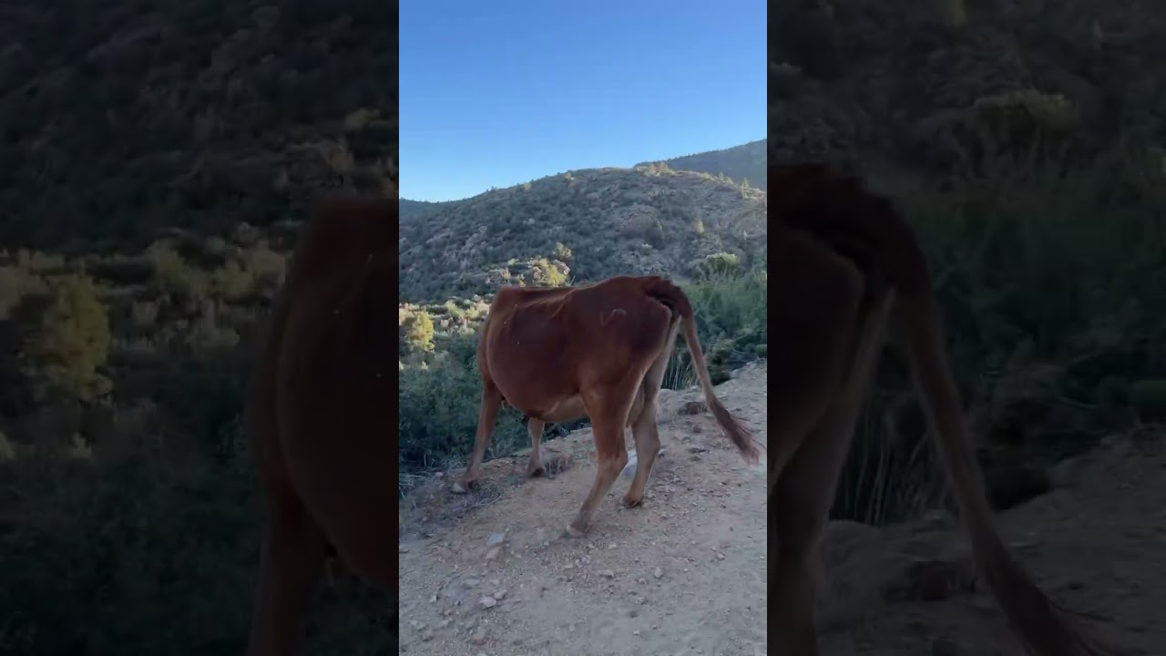 Grab the bull by the horns🐂🚩