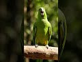 Cute Talking Parrot 😍🦜#Parrot#CuteParrot#ParrotShorts #shorts #viralvideo #ytrees