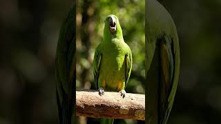 Cute Talking Parrot 😍🦜#Parrot#CuteParrot#ParrotShorts #shorts #viralvideo #ytrees