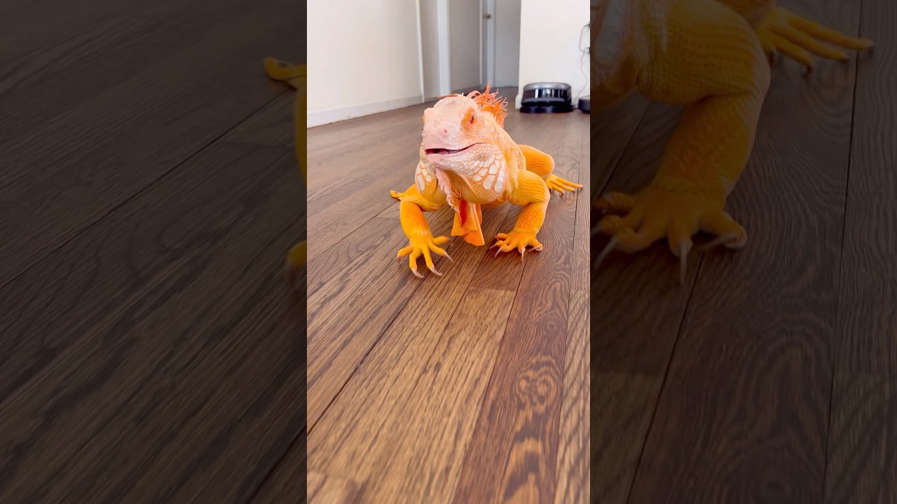 Just changed his mind on the half way 😁 