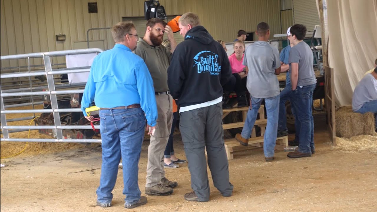 4-H 2016 Steer, Heifer Show