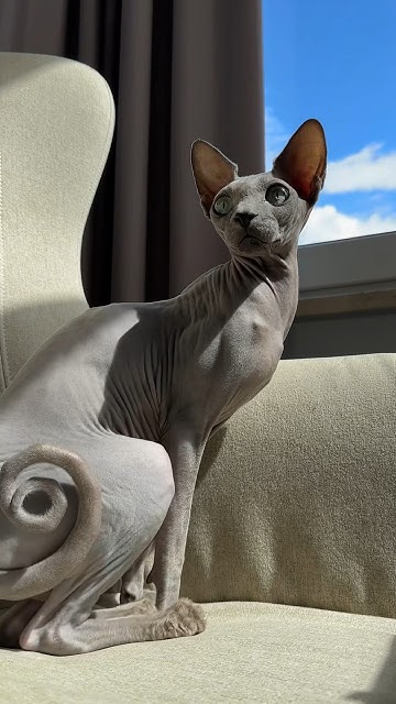 До чего же красивый 😻 #сфинкс #котсфинкс #кот #котик #сфинксы #коты # ...