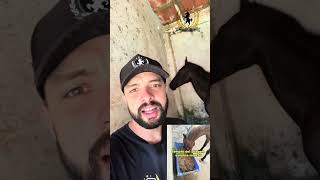 Silagem de milho não serve para cavalos