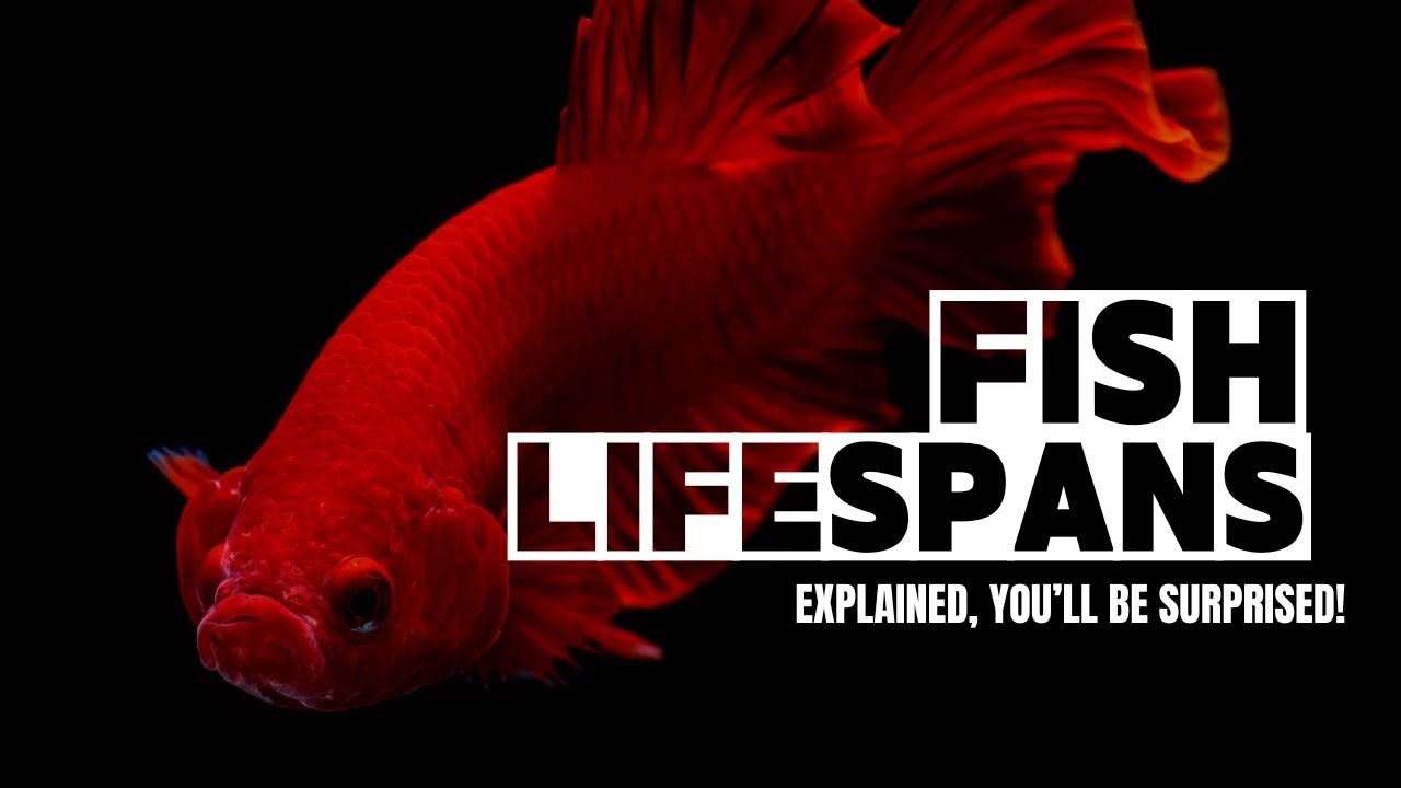 Lifespan of Popular Ornamental Fish | How Long Do They Live?