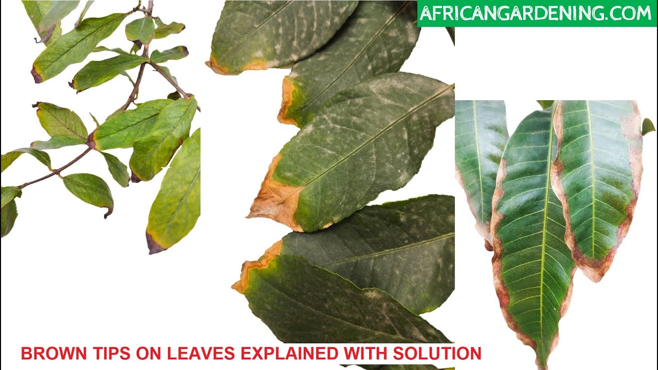 Brown Tips On Leaves Of Plants And Trees Explained With Solutions YouTube brown-tips-on-leaves-of-plants-and-trees-explained-with-solutions-youtube