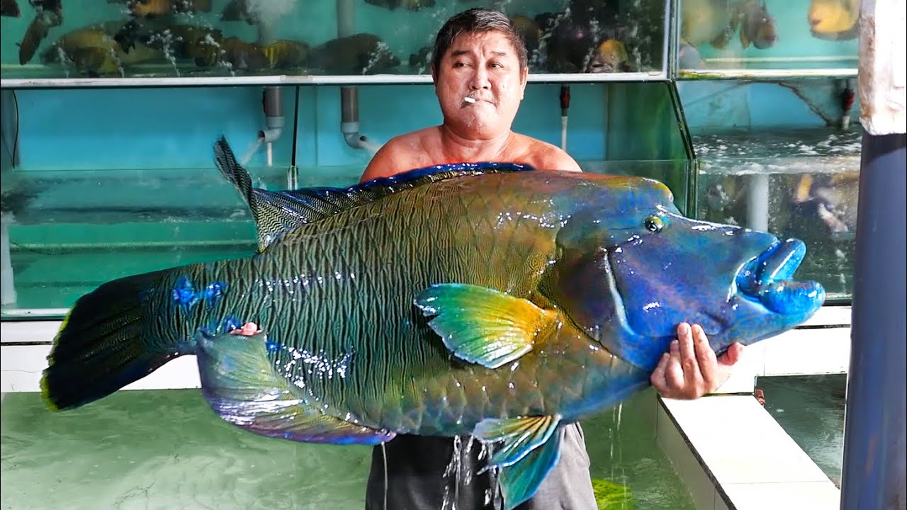 ГИГАНТСКИЙ ГУБАН НАПОЛЕОН Вьетнамская кухня